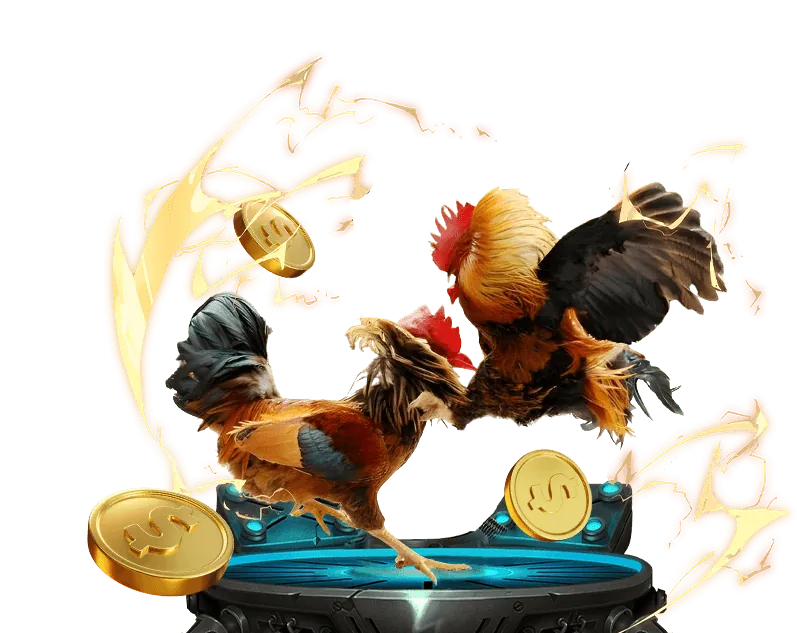 Hình ảnh đá gà truyền thống Việt Nam